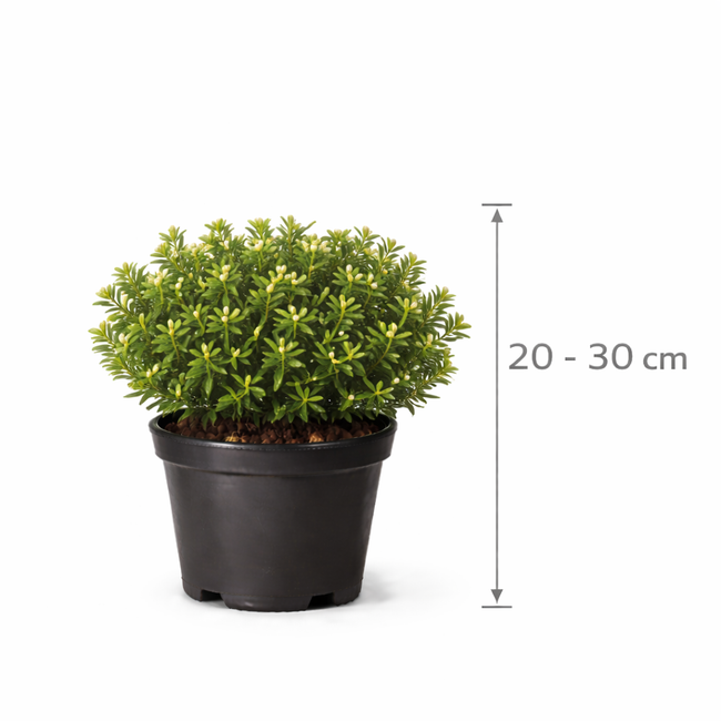 Myrtus comm. 'Tarentina'