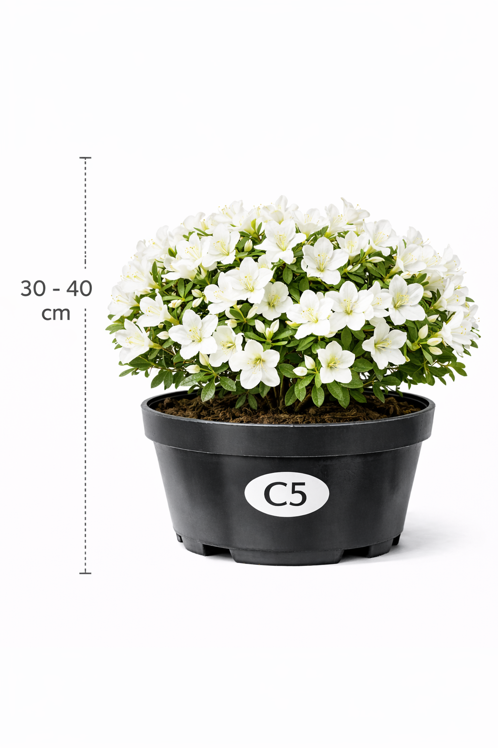Azalea jap. wit 30 - 40 C3
