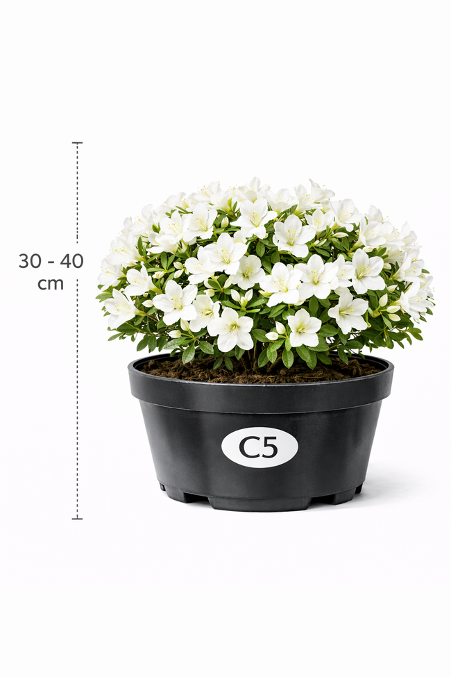 Azalea jap. wit 30 - 40 C3