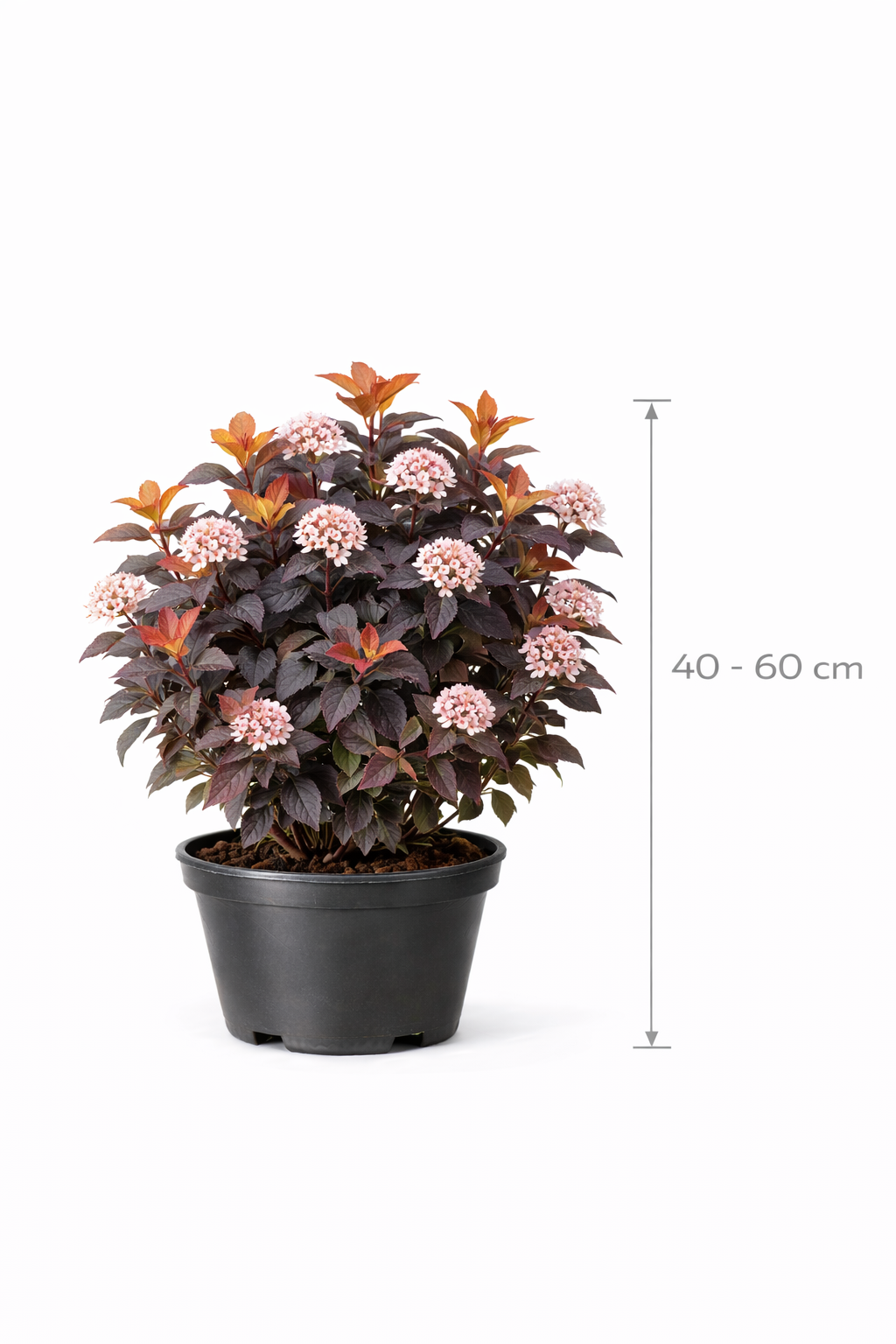 Physocarpus opulif. 'Diable d'or' 40 - 60