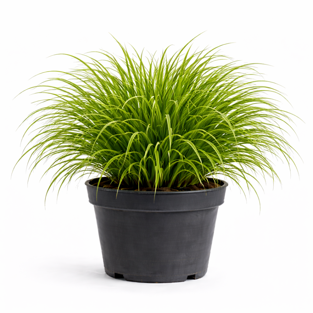 Carex morr. 'Irish Green' C3