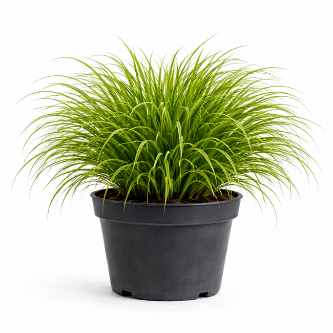 Carex morr. 'Irish Green' C3