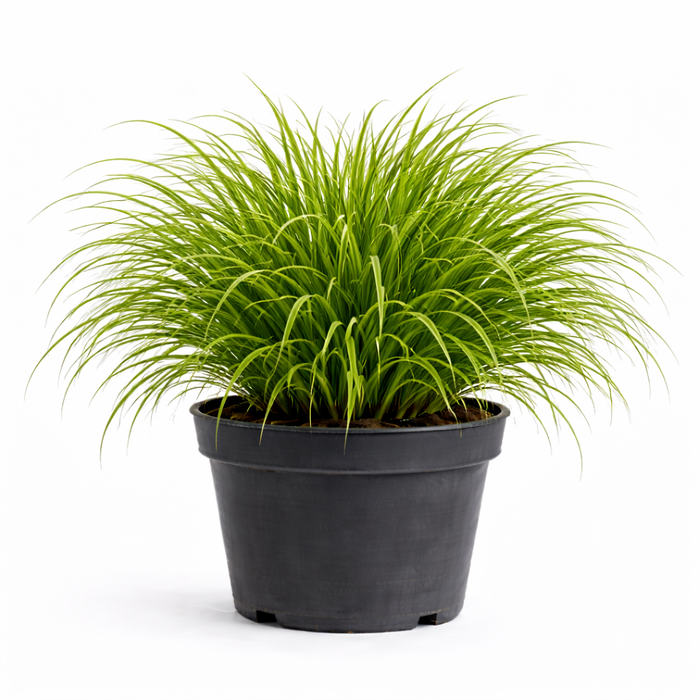 Carex 'Irish Green' C3