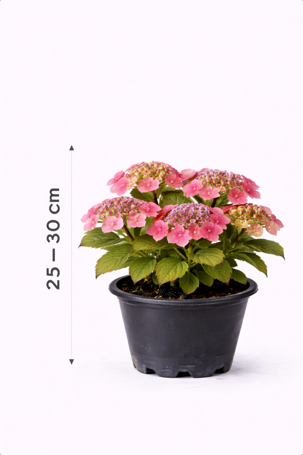 Hydrangea serr. 'Preziosa' 25 - 30