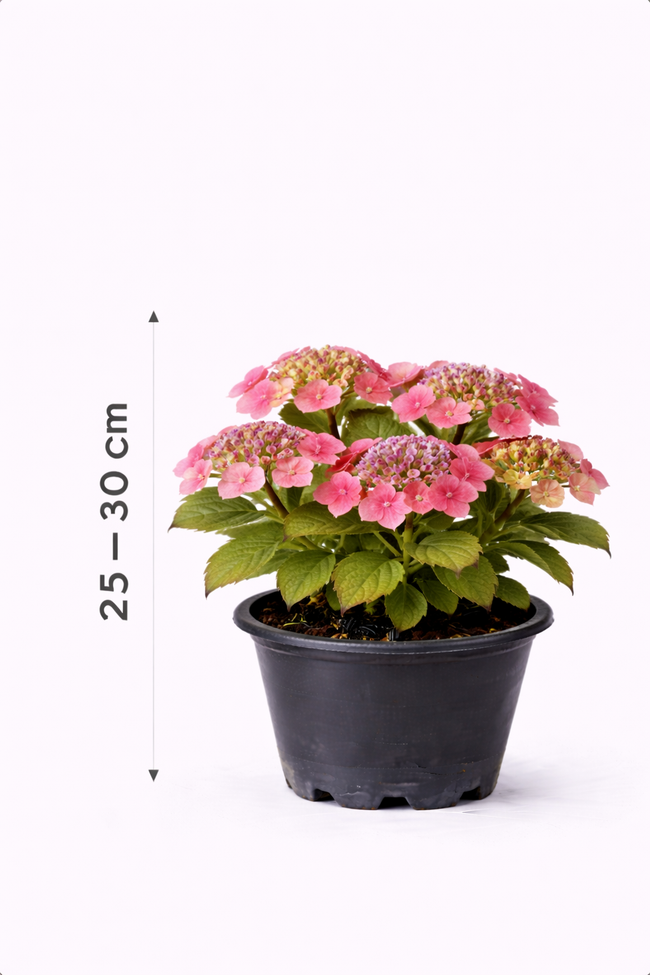 Hydrangea serr. 'Preziosa' 25 - 30