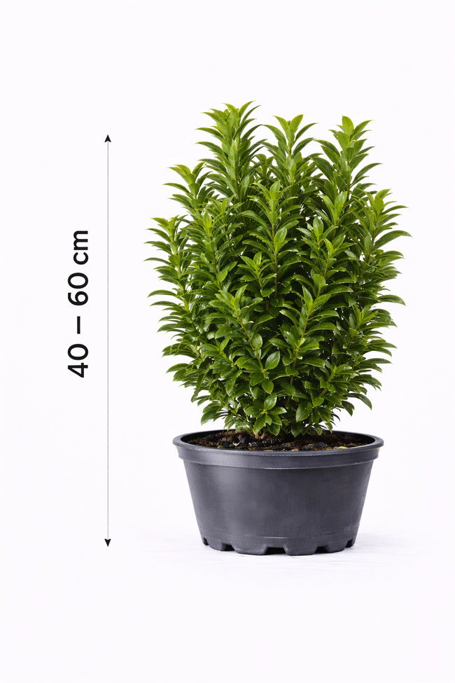 Euonymus japonicus 40 - 60