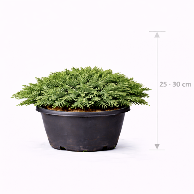 Juniperus proc. 'Nana' 25 - 30