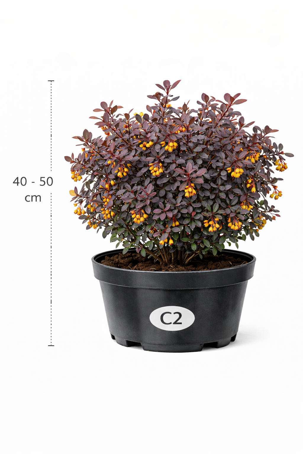 Berberis ott. 'Superba' 40 - 50
