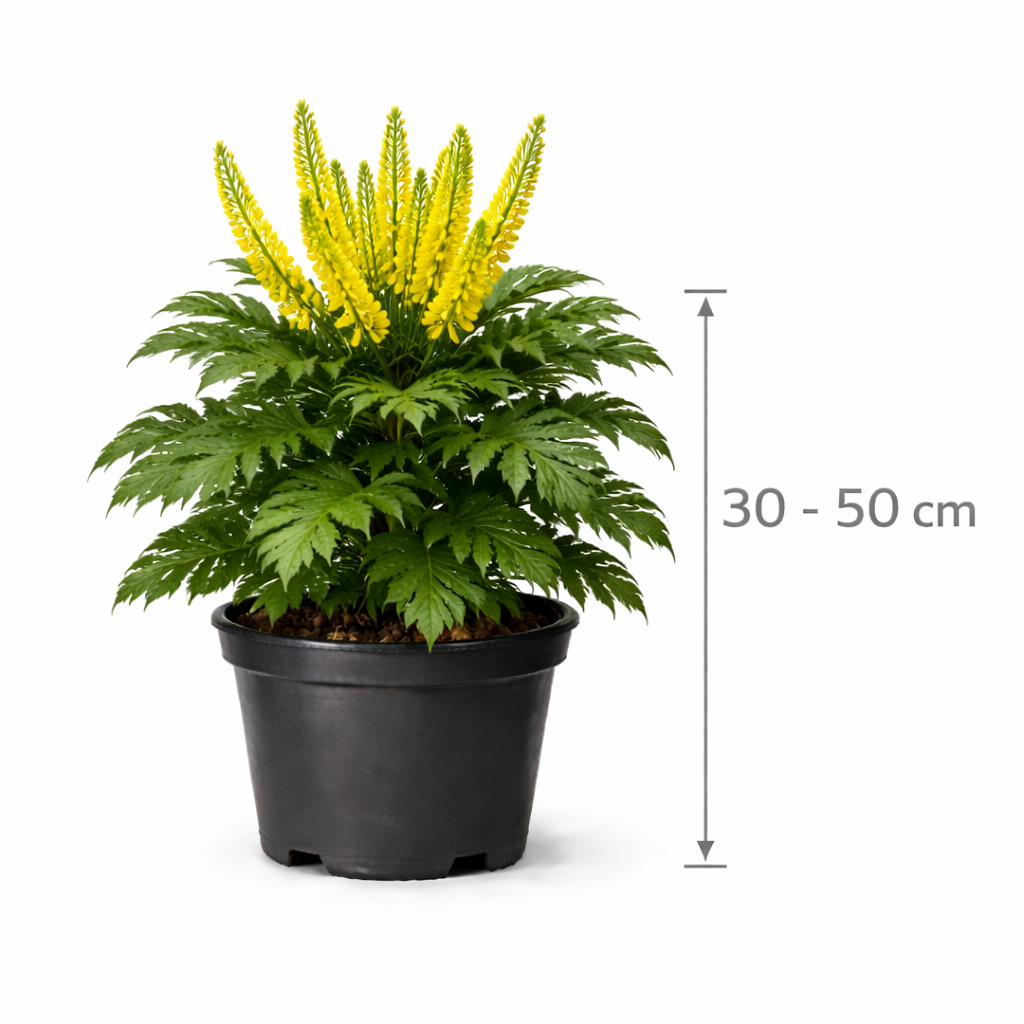 Mahonia media 'Charity' 30 - 50