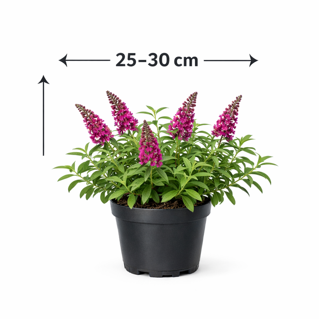 Buddleja dav. 'Butterfly Candy Little Ruby' 25 - 30