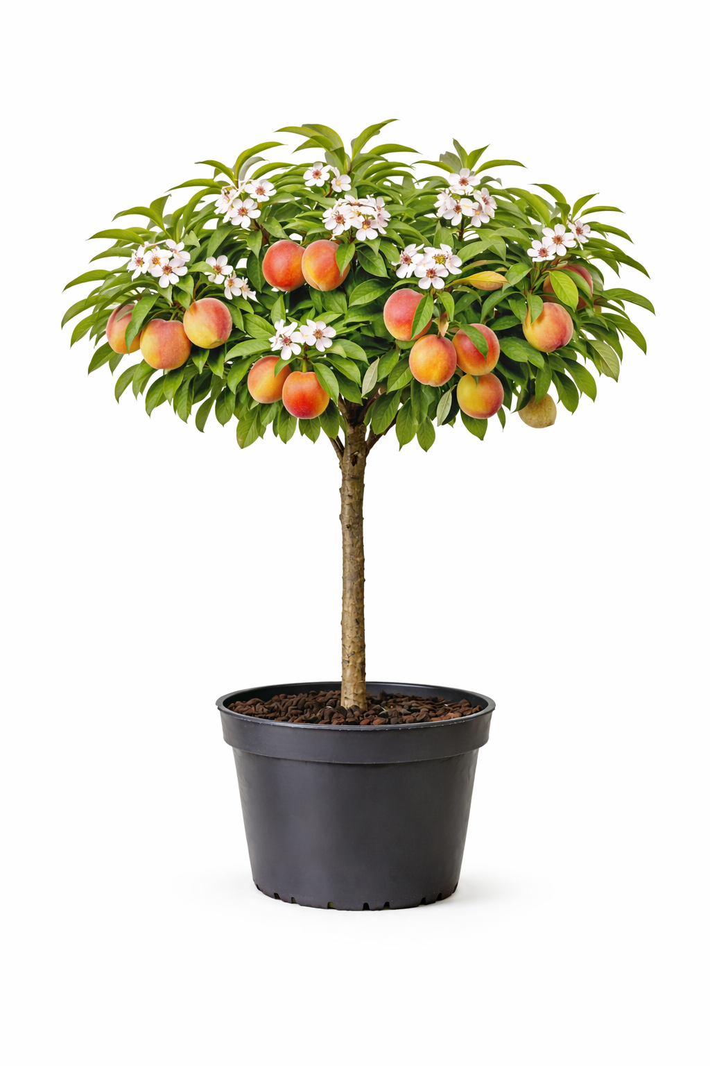 Prunus pers. 'Reine des Vergers' halfstam c7.5