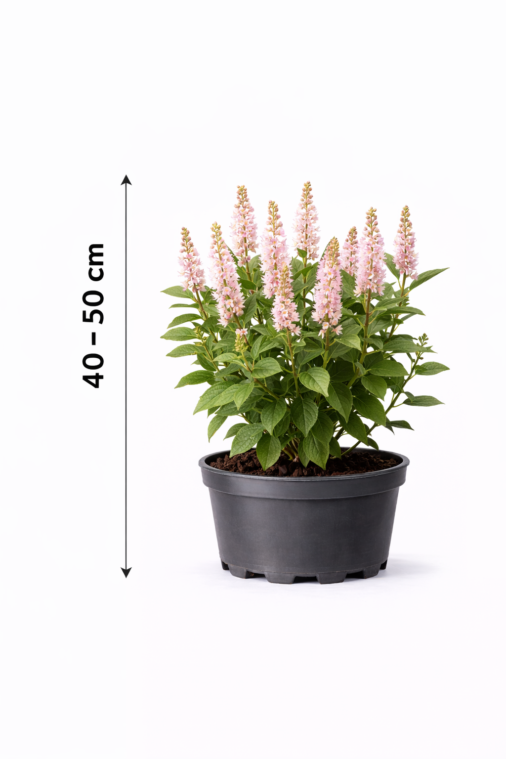 Clethra aln. 'Pink Spire' 40 - 50