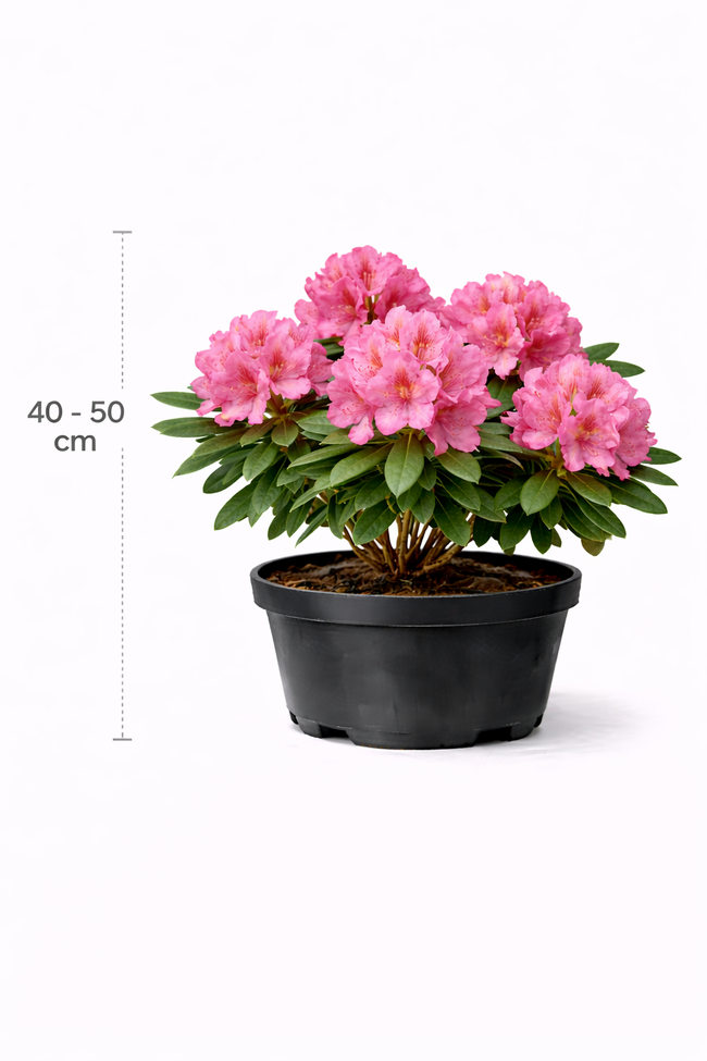 Rhodo (catawb.) 'Germania' 40 - 50 C4
