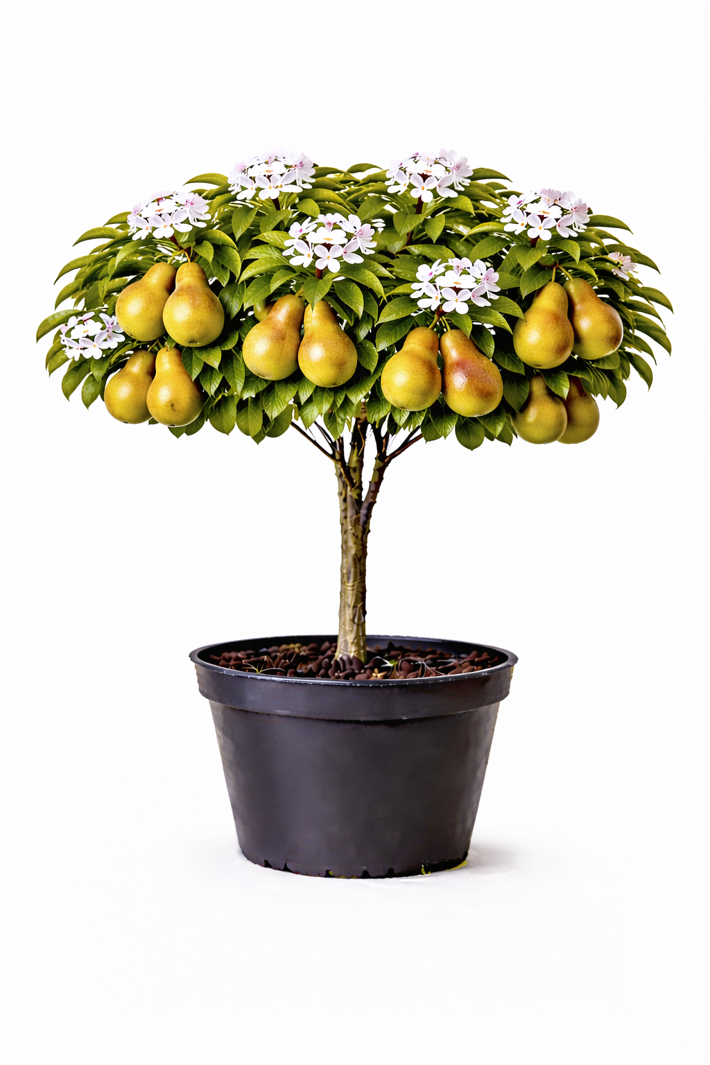 Pyrus comm. 'William's Bon Chretien' halfstam C7.5