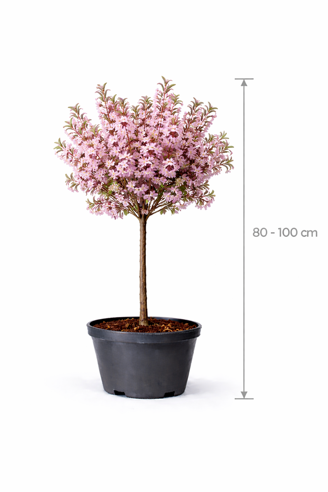 Prunus nipponica 'Ruby' 80 - 100 C7.5