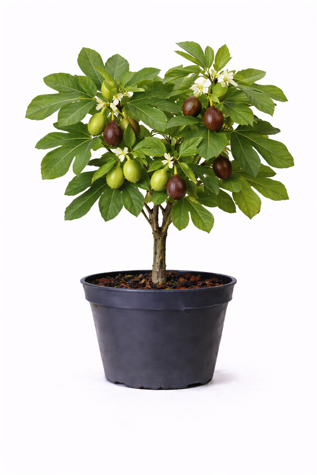 Ficus carica 50 - 60 c10