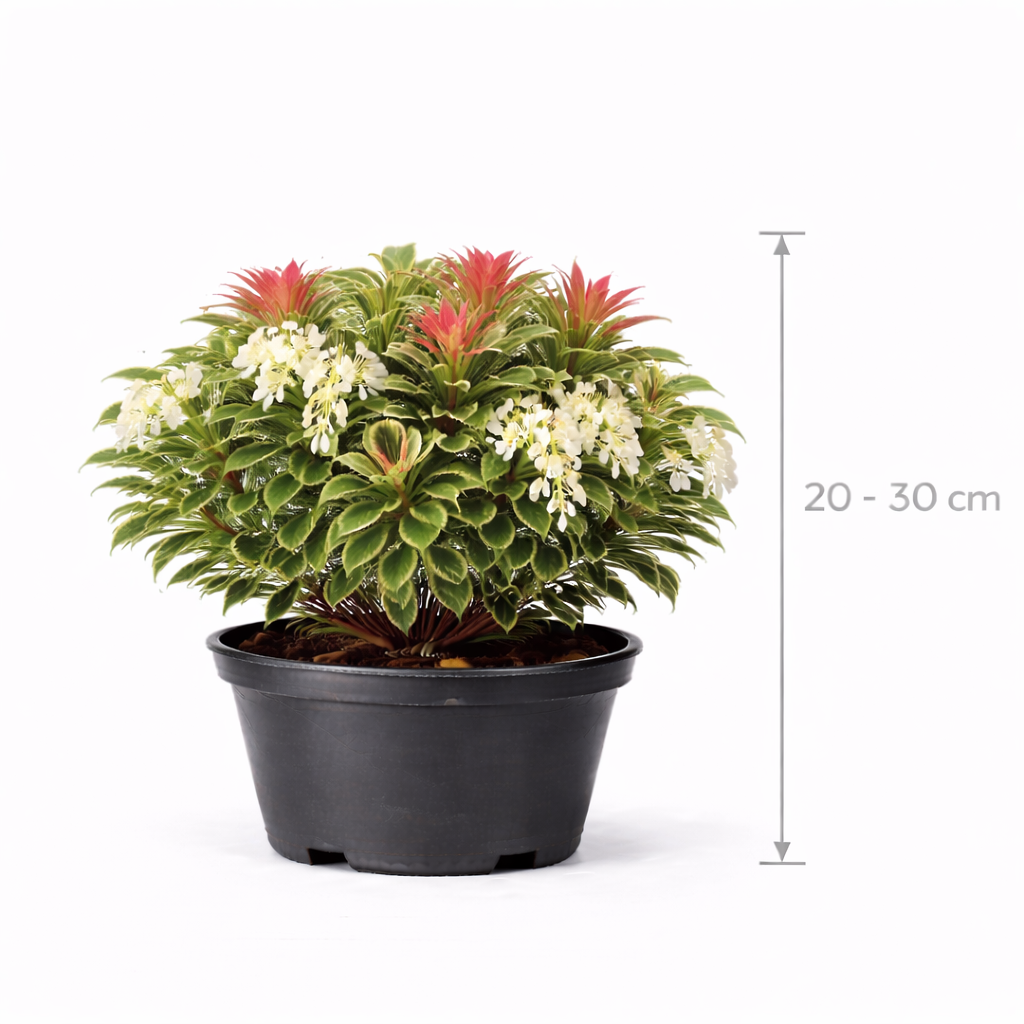 Pieris jap. 'Little Heath' 20 - 30