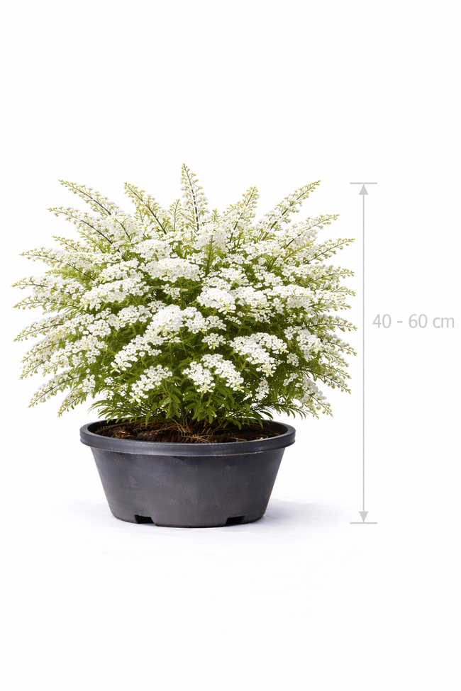 Spiraea cinerea 'Grefsheim' 40 - 60