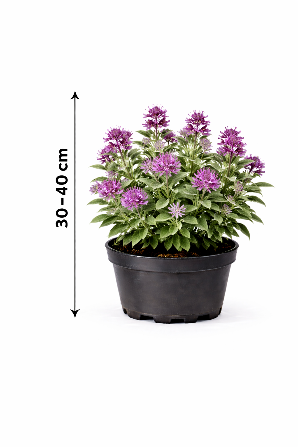 Caryopteris cland. 'Stephi' 30 - 40