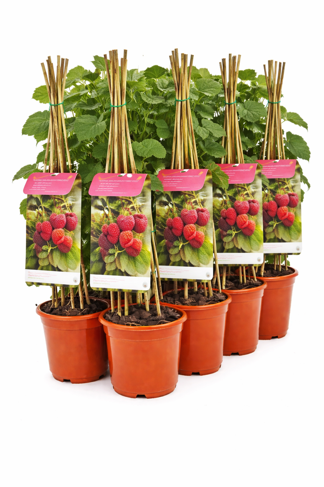 Rubus id. 'Malling Promise' struik