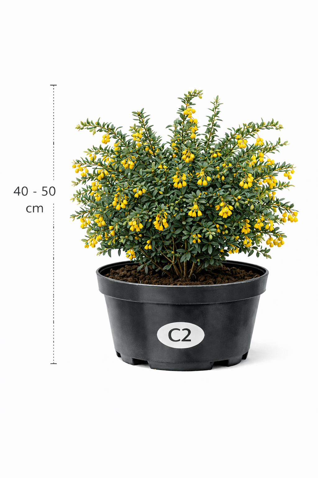 Berberis stenophylla 40 - 50