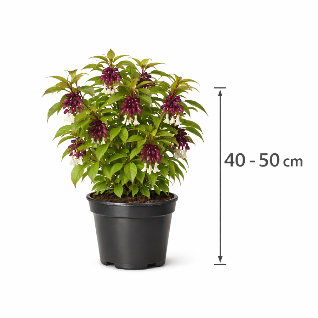 Leycesteria form. 'Purple Rain' 40 - 50