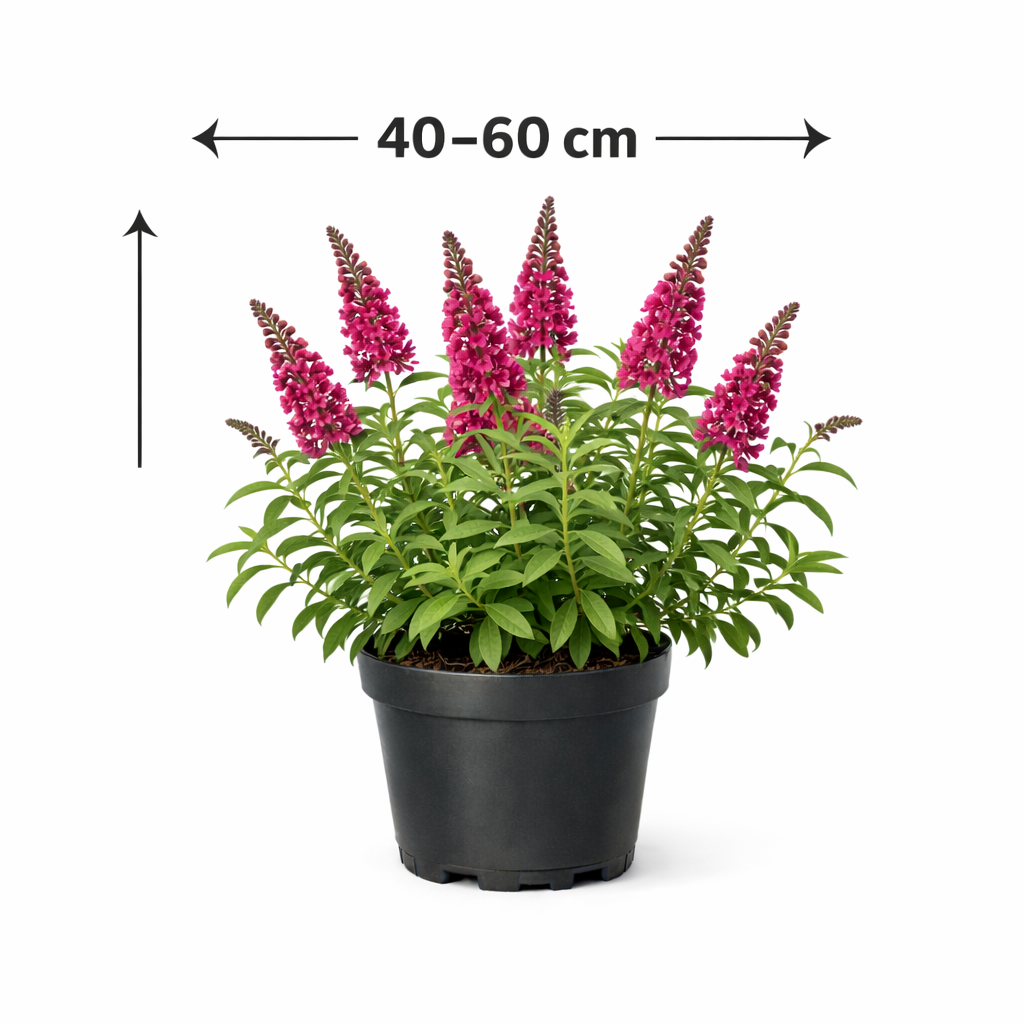 Buddleja dav. 'Mss Ruby' 40 - 60