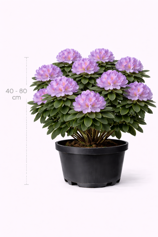 Rhodo ponticum 60 - 80