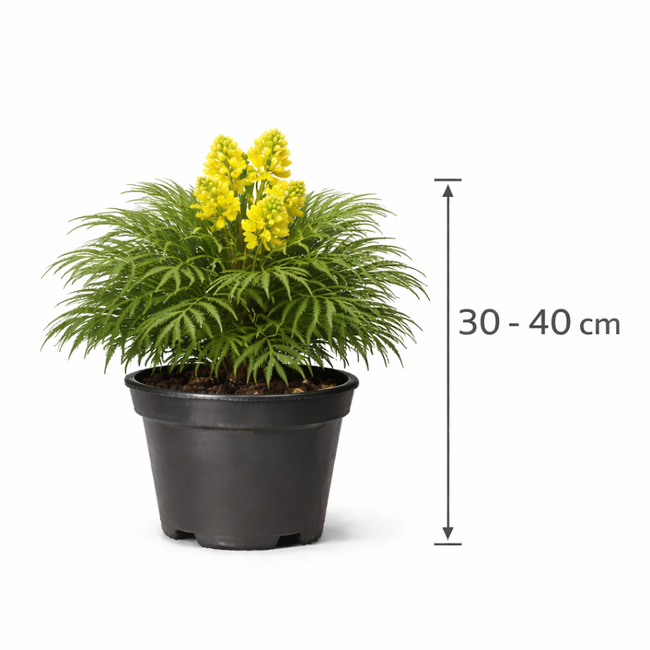 Mahonia eur. 'Soft Caress' 30 - 40 c7.5