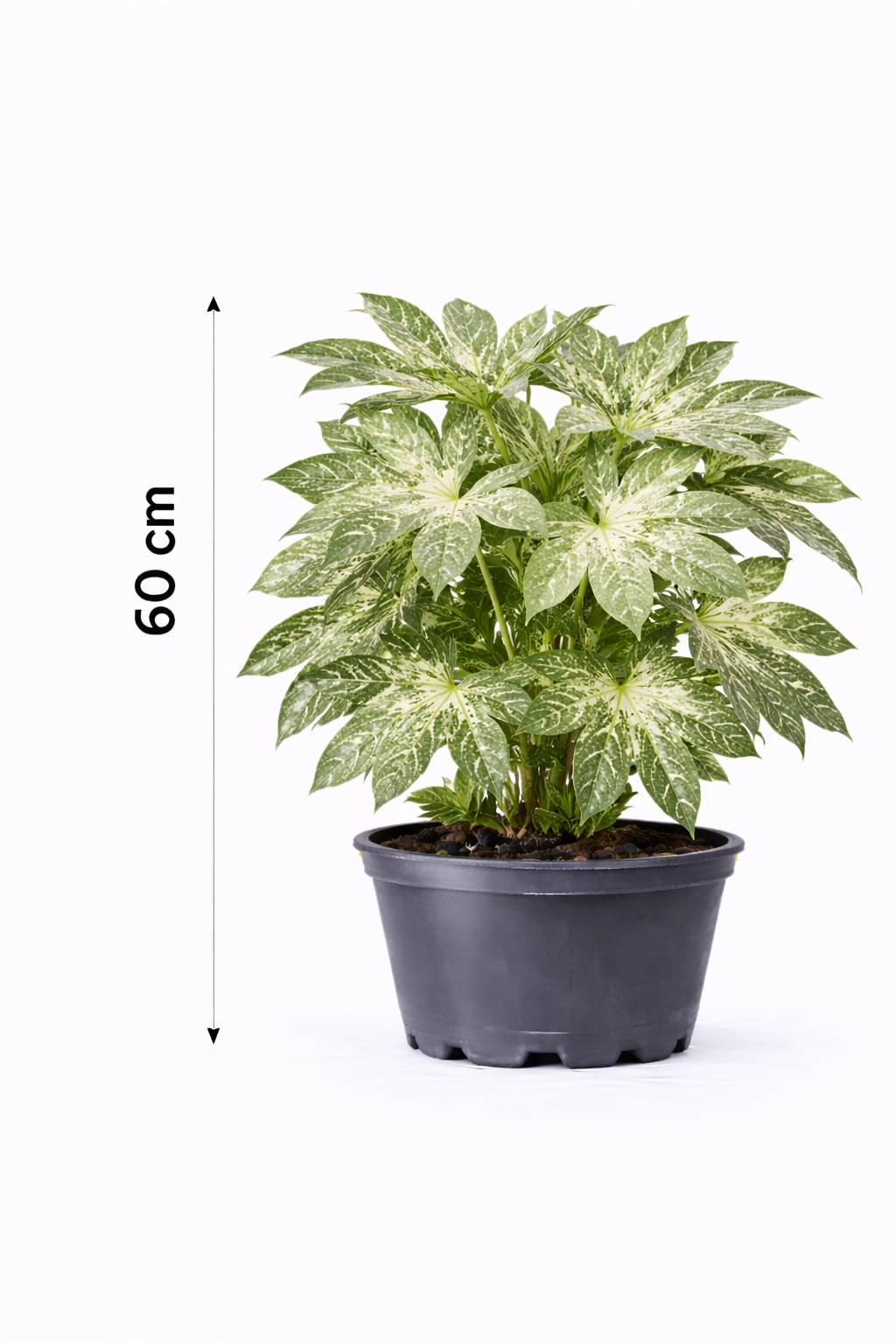 Fatsia jap. 'Spider's Web' 60