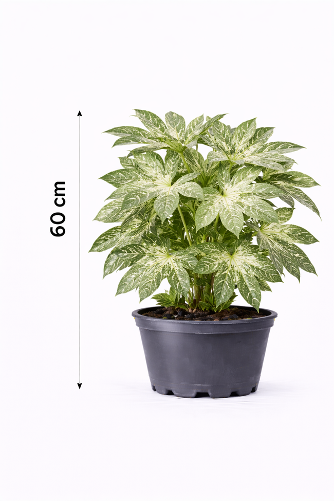 Fatsia jap. 'Spider's Web' 60