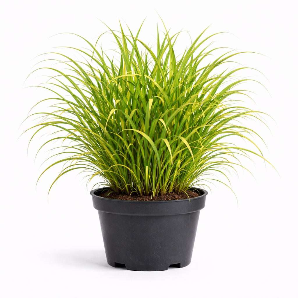 Miscanthus sin. 'Zebrinus' C3