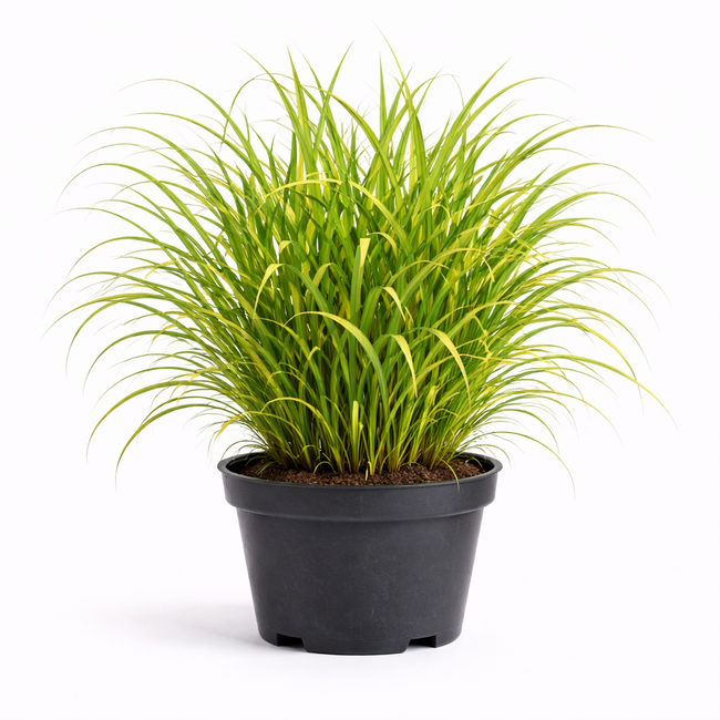 Miscanthus sin. 'Zebrinus' C3