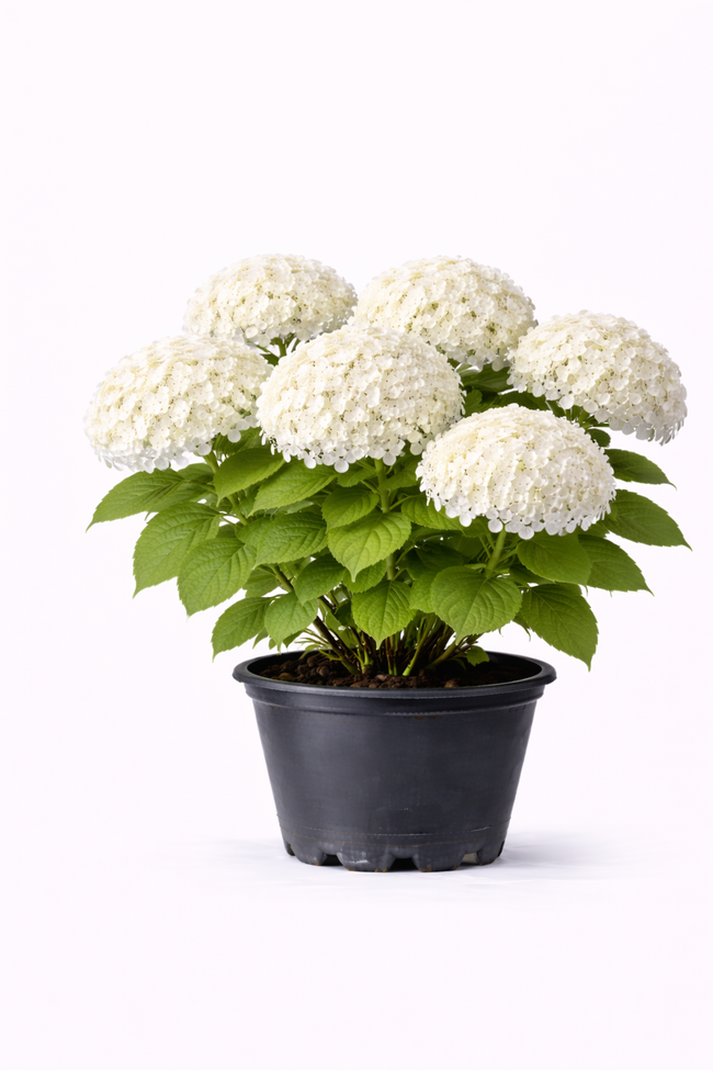 Hydrangea arb. 'Strong Annabelle' C3