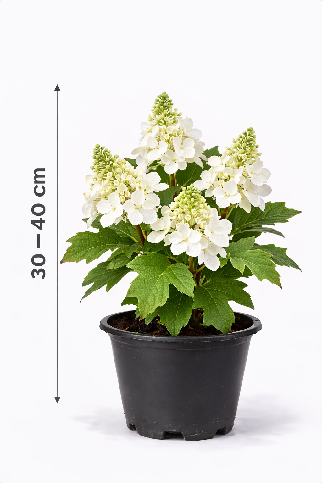 Hydrangea querc. 'Ice Crystal' 30 - 40