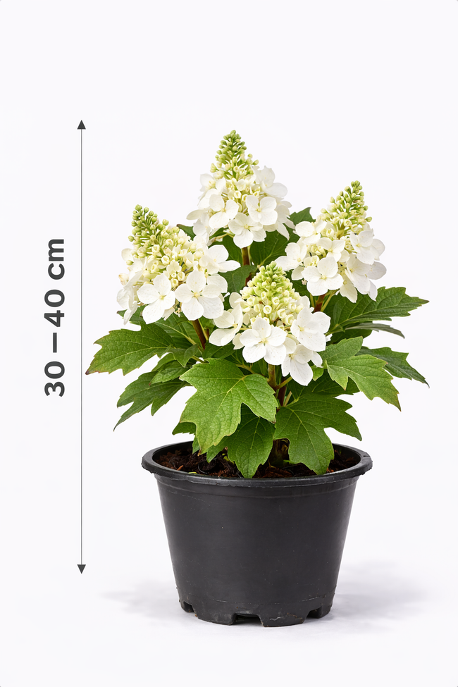 Hydrangea querc. 'Ice Crystal' 30 - 40