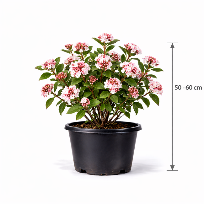 Viburnum burkw. 'Anne Russell' 50 - 60