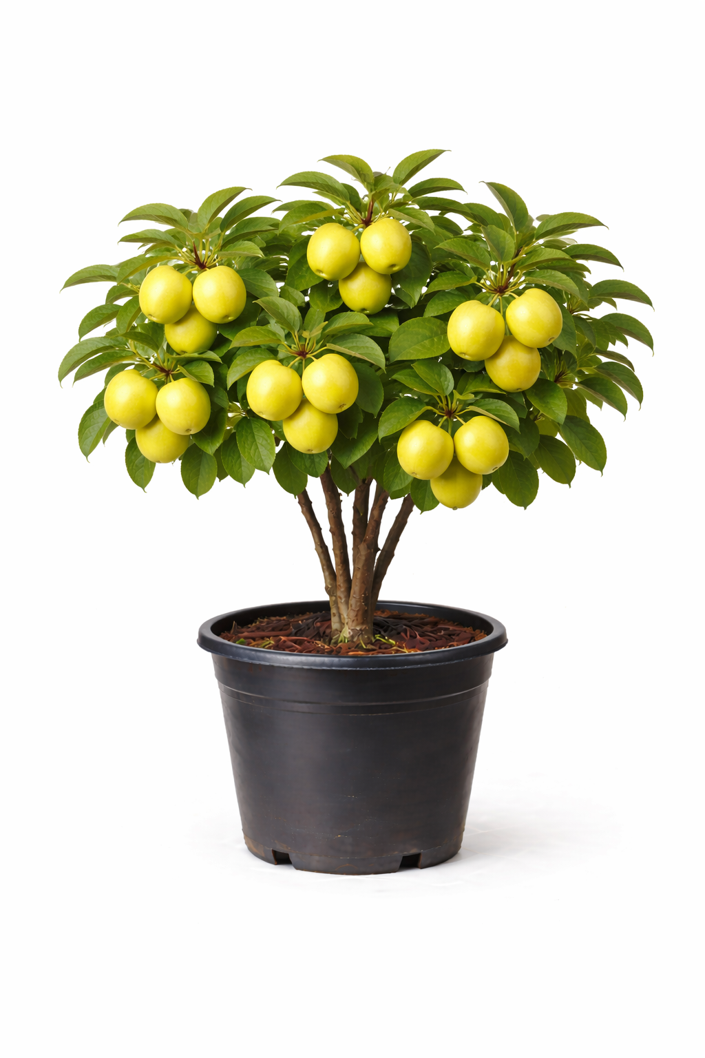 Malus d. 'Golden Delicious' struik c7.5