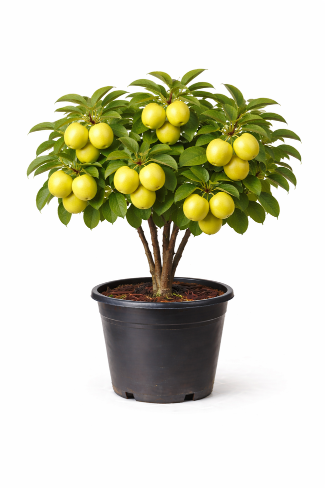 Malus d. 'Golden Delicious' struik c7.5