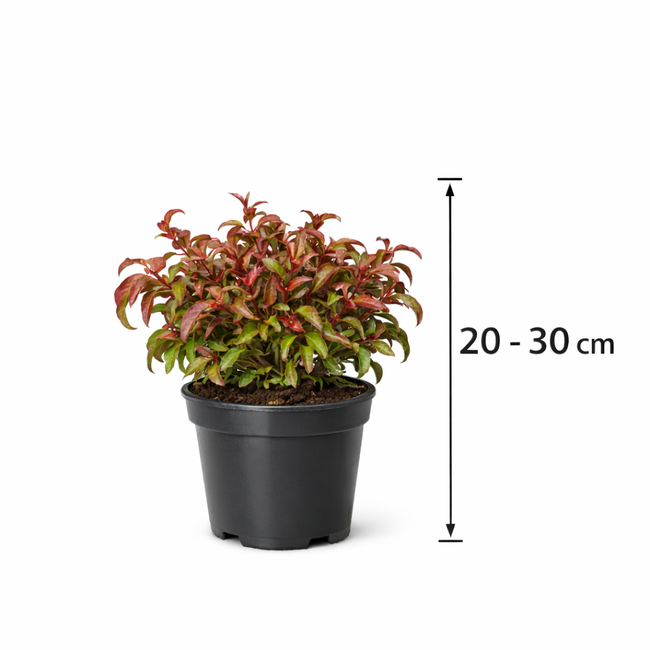Leucothoe axillaris 'Curly Red' 20 - 30