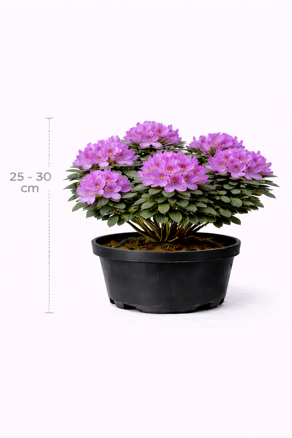 Rhodo (imped.) 'Gristede' 25 - 30