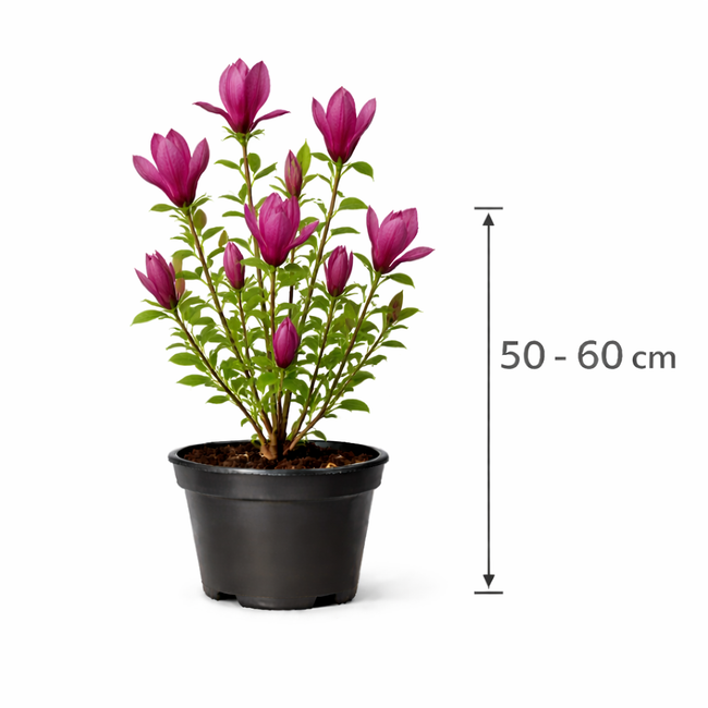 Magnolia 'Susan' 50 - 60
