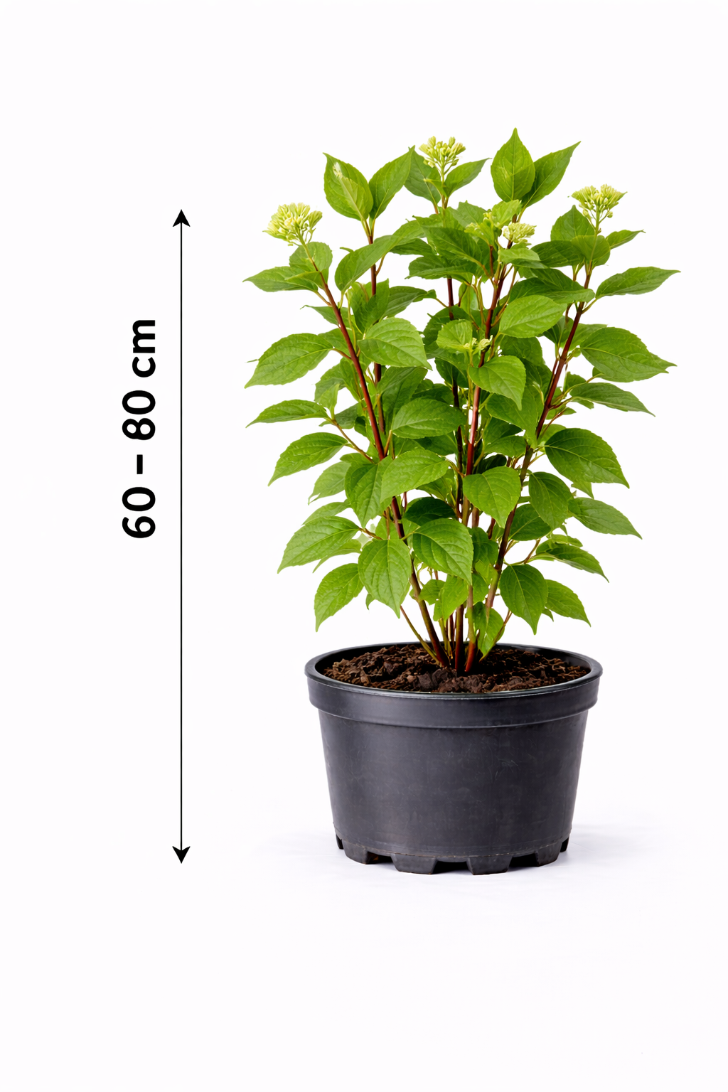 Cornus alba 60 - 80