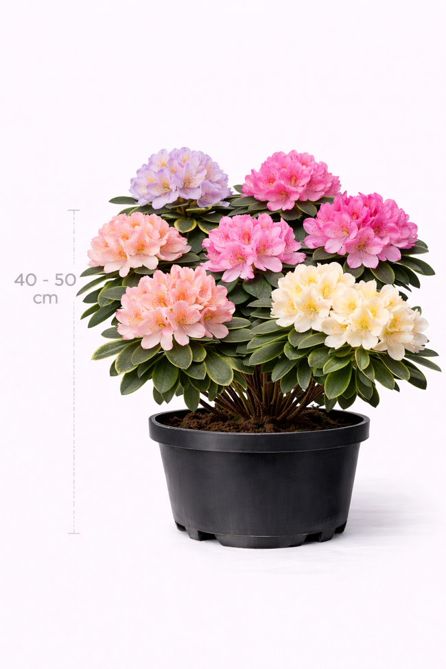 Rhodo hybride in soorten/en var 40 - 50