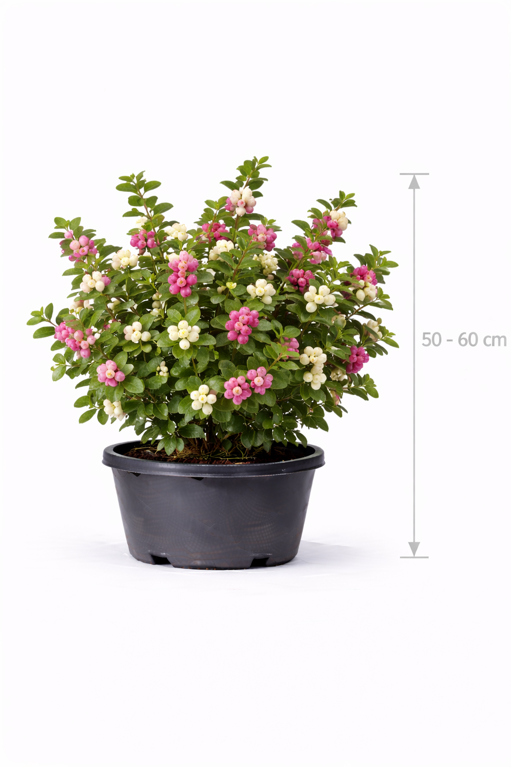 Symphoricarpos d. 'Magic Berry' 50 - 60
