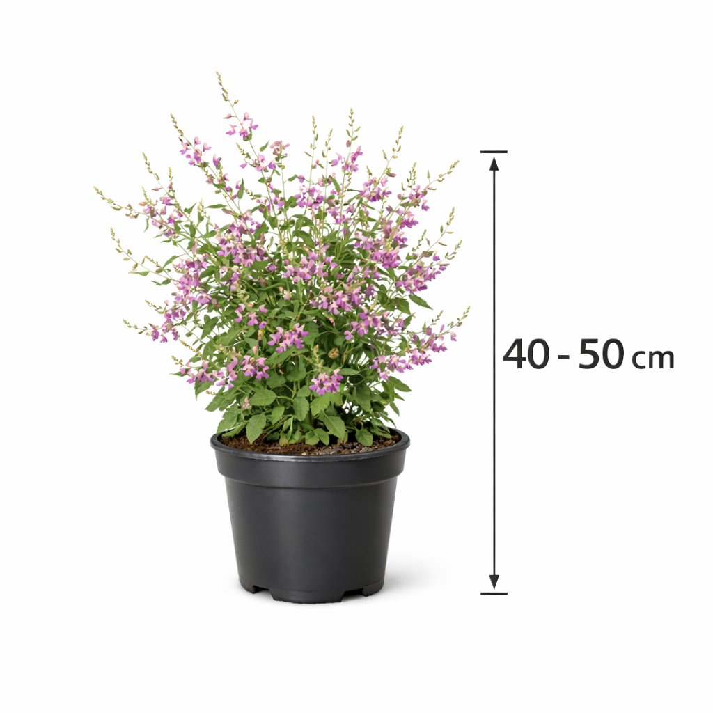 Lespedeza thunbergii 40 - 50