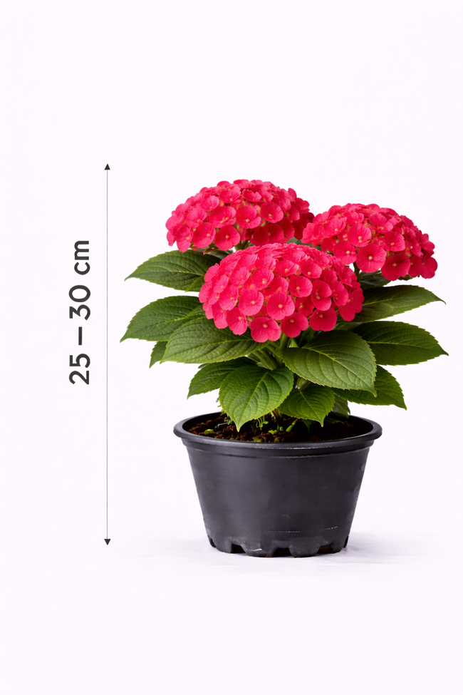 Hydrangea macr. 'Freudenstein' 25 - 30