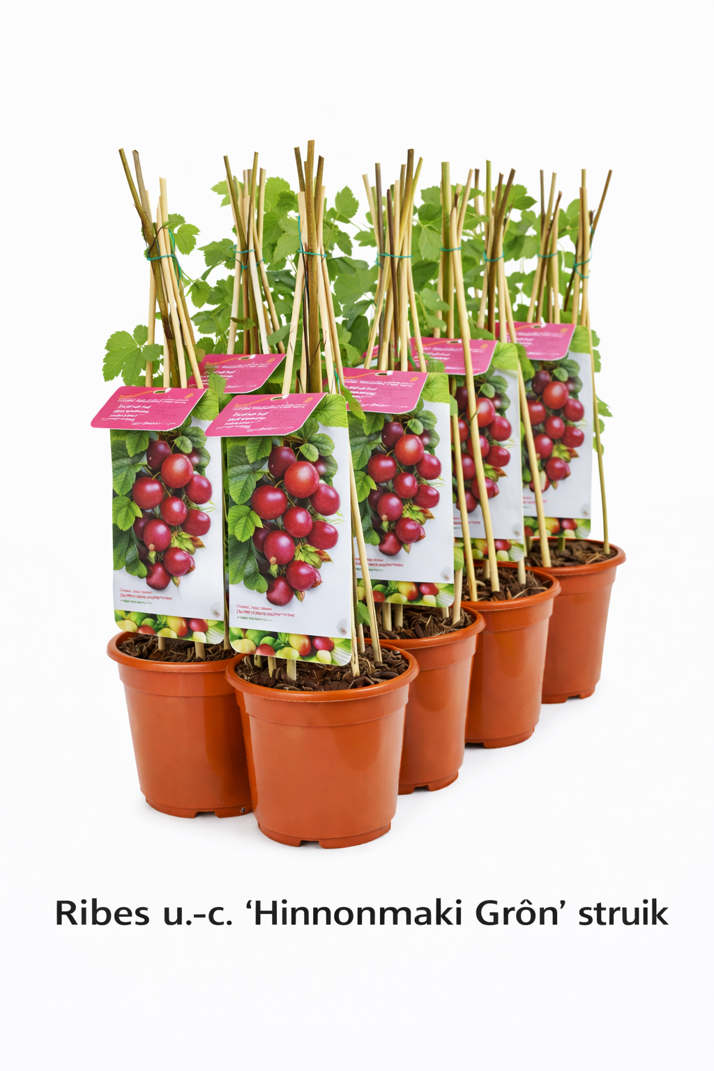Ribes u.-c. 'Hinnonmaki Röd' struik