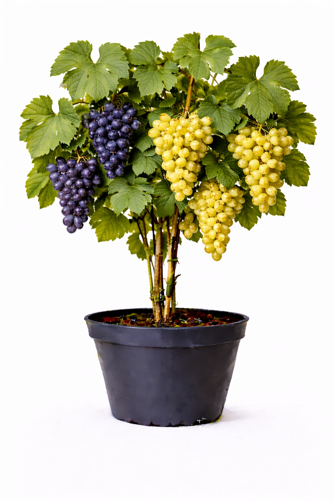 Vitis vinifera 50 - 60
