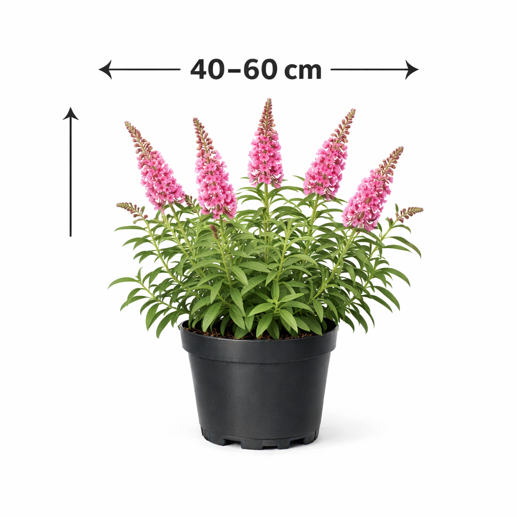 Buddleja dav. 'Pink delight' 40 - 60